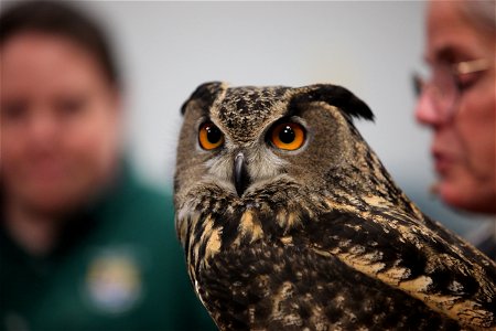 Close-up of Eurasian Eagle Owl. credit: Keith Shannon/USFWS photo