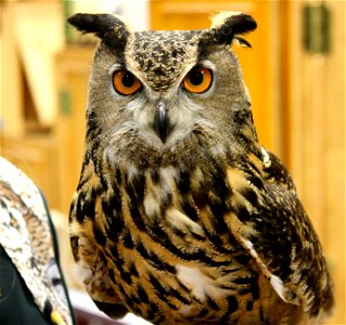 Eurasian eagle owl presented by Eyes On Owls at the annual fishing derby held at the USFWS Northeast Regional Office. credit: Bill Butcher/USFWS photo