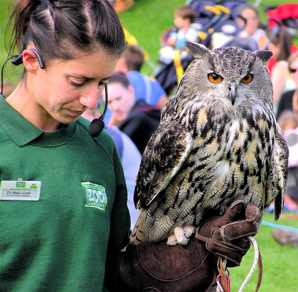 Eurasian Eagle Owl Bubo bubo, and handler, at Bristol Zoo, Bristol, England.