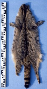 European wild cat (Felis silvestris). Fur skin collection, Bundes-Pelzfachschule, Frankfurt/Main, Germany