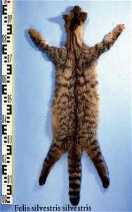 European wild cat (Felis silvestris). Fur skin collection, Bundes-Pelzfachschule, Frankfurt/Main, Germany
