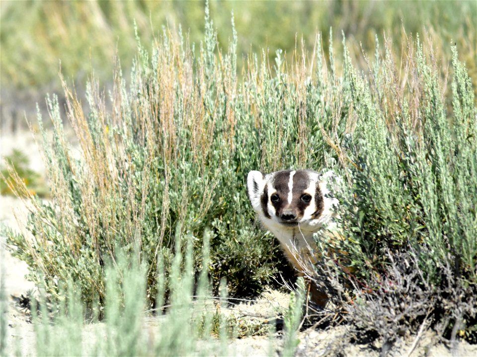 Photo: Shelley Koerner/USFWS
