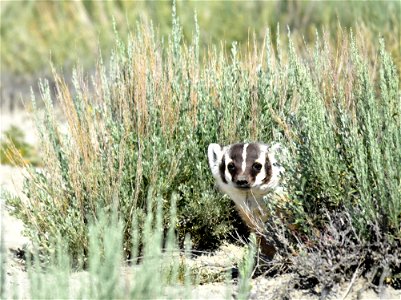 Photo: Shelley Koerner/USFWS