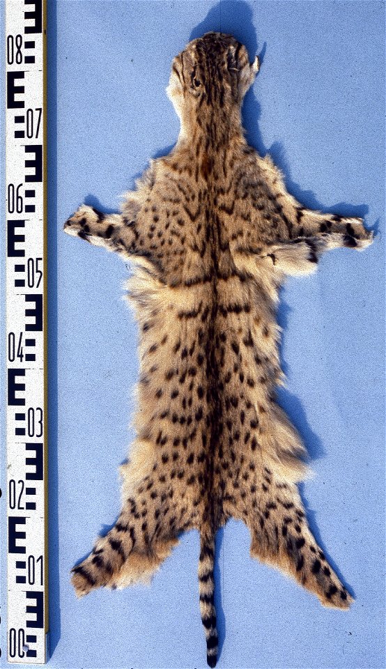 Indian steppe wildcat fur skin (Felis silvestris ornata). Fur skin collection, Bundes-Pelzfachschule, Frankfurt/Main, Germany