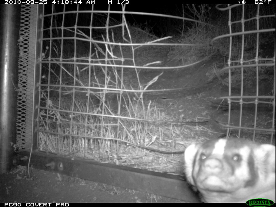 A badger at the eastern one-way gate near the 23 Freeway.