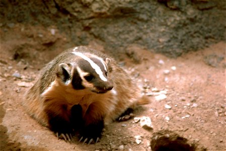 Image title: Badger animal high resolution
Image from Public domain images website, http://www.public-domain-image.com/full-image/fauna-animals-public-domain-images-pictures/badgers-public-domain-imag