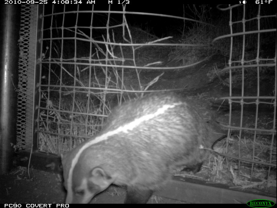 A badger at the eastern one-way gate near the 23 Freeway.