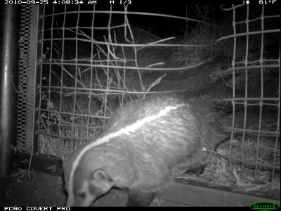 A badger at the eastern one-way gate near the 23 Freeway.