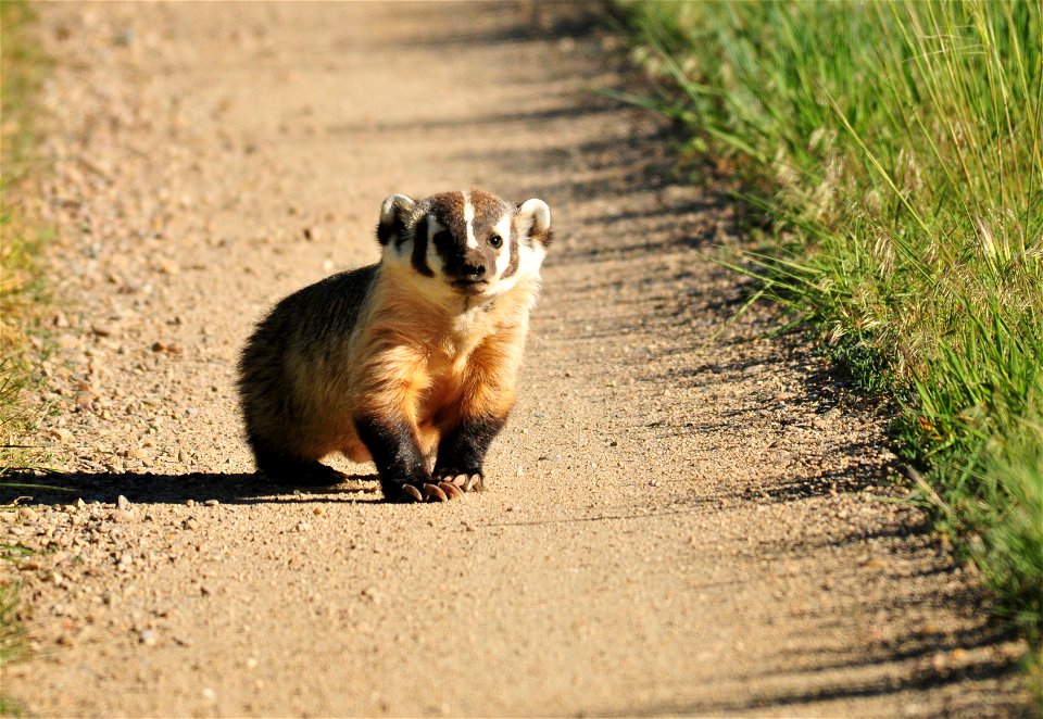 Those claws were made for digging.  Photo: Tom Koerner/USFWS