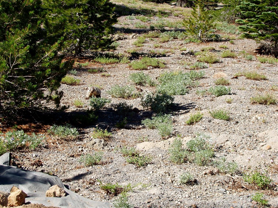 Badger: Taxedia taxus