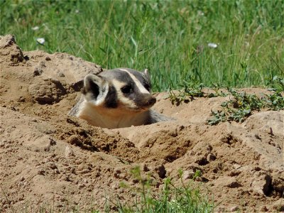 A rarely seen badger pokes its head out of its burrow one morning at Rocky Mountain Arsenal National Wildlife Refuge.

Photo Credit: USFWS / Cindy Souders