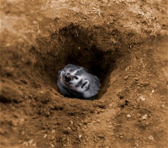 A badger in its hole