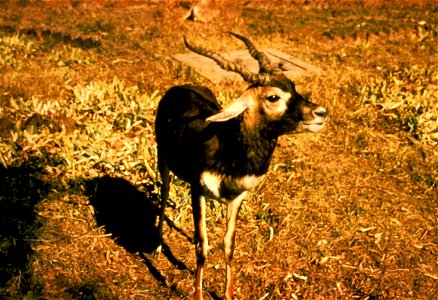 Blackbuck Antelope (Antilope cervicapra)WO850-023
