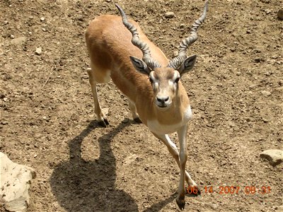 Another digital photograph of a male antelope I took while on tour recently.