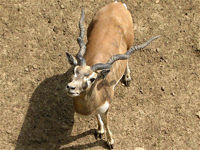 A photo of some sort of antelope (I can't remember which) that I took from above recently.