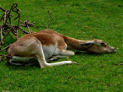 Female Antilope cervicapra (Blackbuck) in Howletts Wild Animal Park, Kent, England. photo