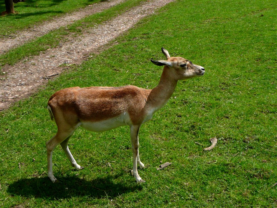 Female Antilope cervicapra (Blackbuck) in Howletts Wild Animal Park, Kent, England.
