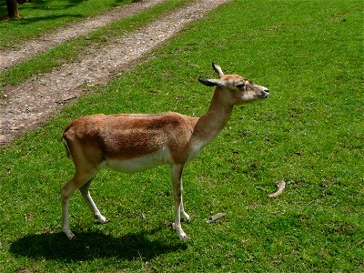 Female Antilope cervicapra (Blackbuck) in Howletts Wild Animal Park, Kent, England. photo