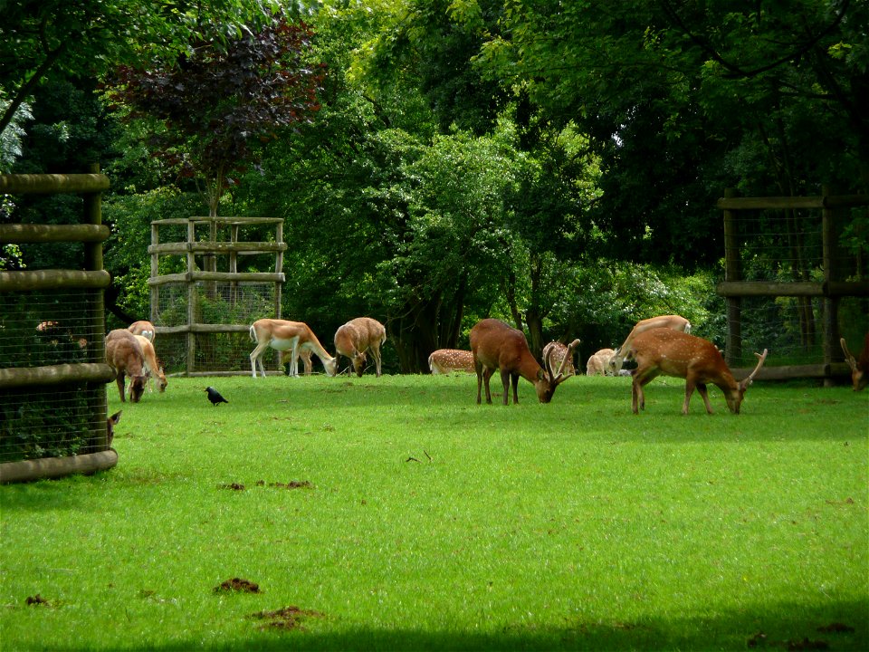 Howletts Deer Park in Howletts Wild Animal Park, Kent, England. The parkland used was created when the land was owned by Henry Palmer.
