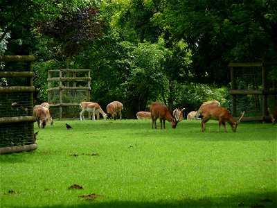 Howletts Deer Park in Howletts Wild Animal Park, Kent, England. The parkland used was created when the land was owned by Henry Palmer.
