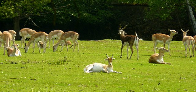 Antilopes cervicapra (Réserve de Sauvage, Yvelines, France)