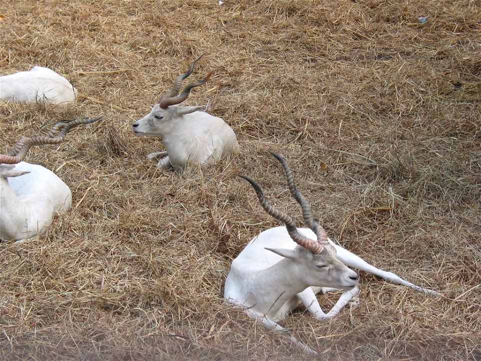 a viriety of antilope from sayji baug zoo. Animals in the Sayaji Baug Zoo. The zoo is situated on both the banks of the Vishwamitri river, in Sayajibaug. The zoo was opened as part of the original par