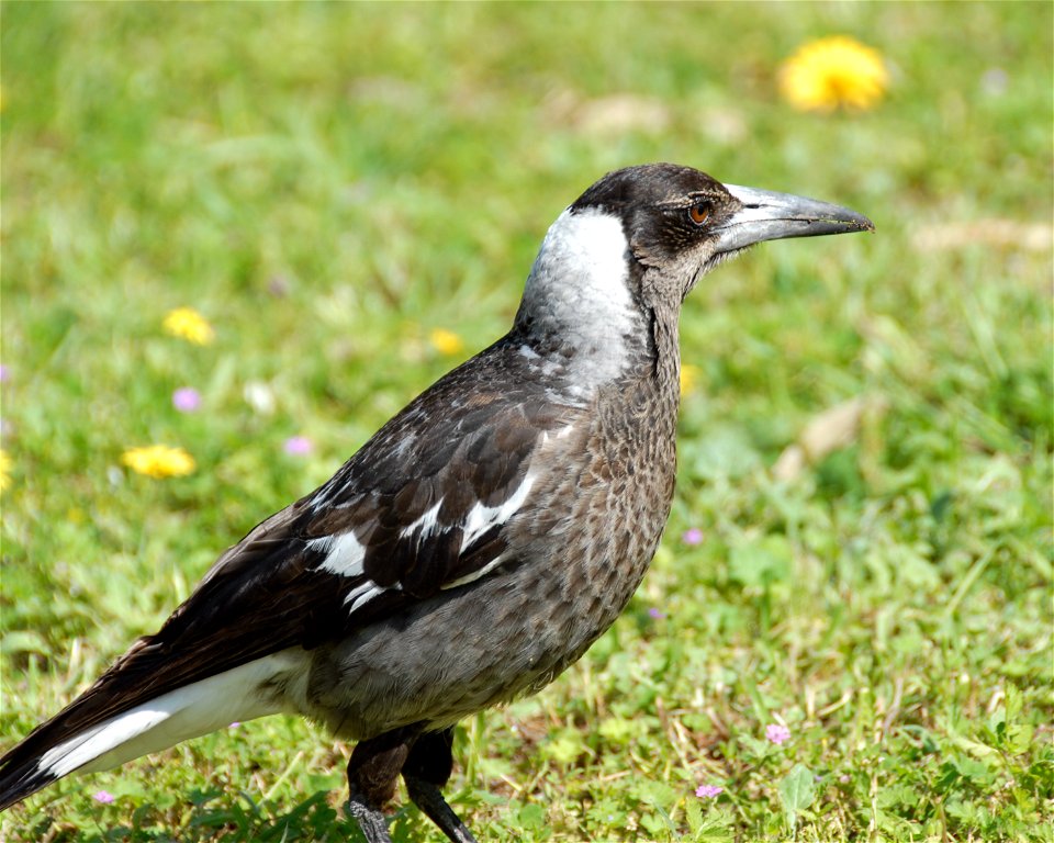 Gymnorhina tibicen, immature, on park lawn, afew flowers. The species is also known as the Australian Magpie, a species unrelated to the European model.