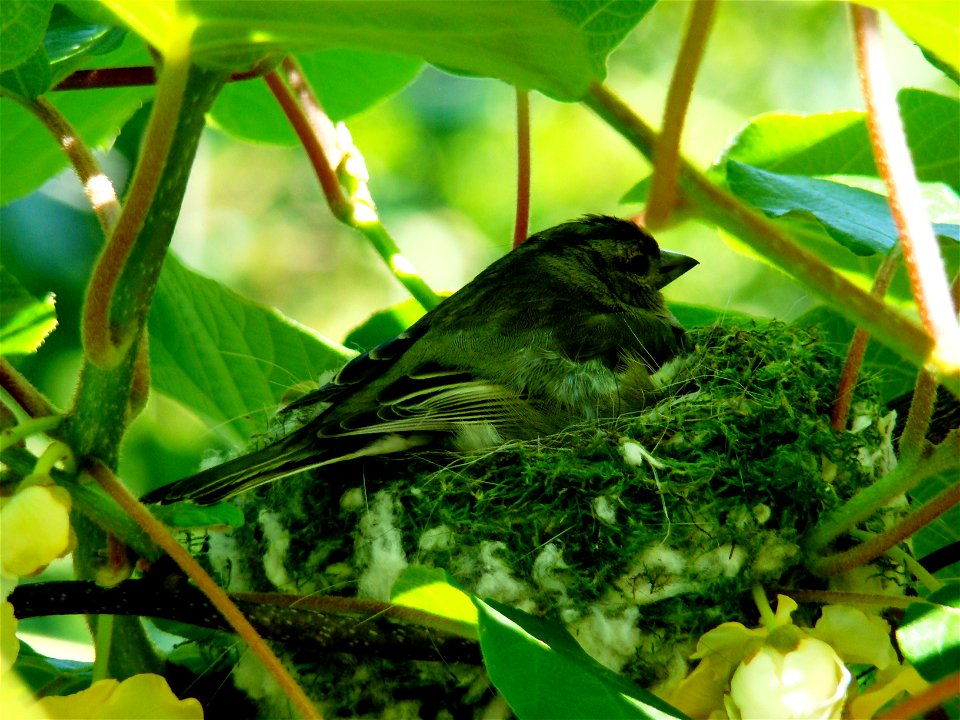 Fringilla coelebs