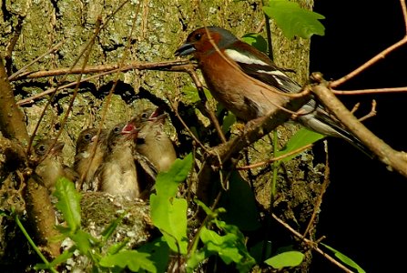 Приокско-Террасный заповедник. Зяблик — доминирующий вид птиц в заповеднике. photo