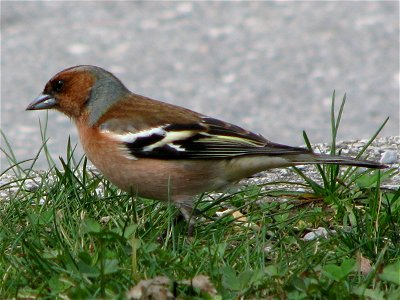 Male Chaffinch (Fringilla coelebs). photo