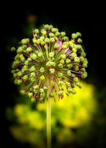 Nature close up seeds