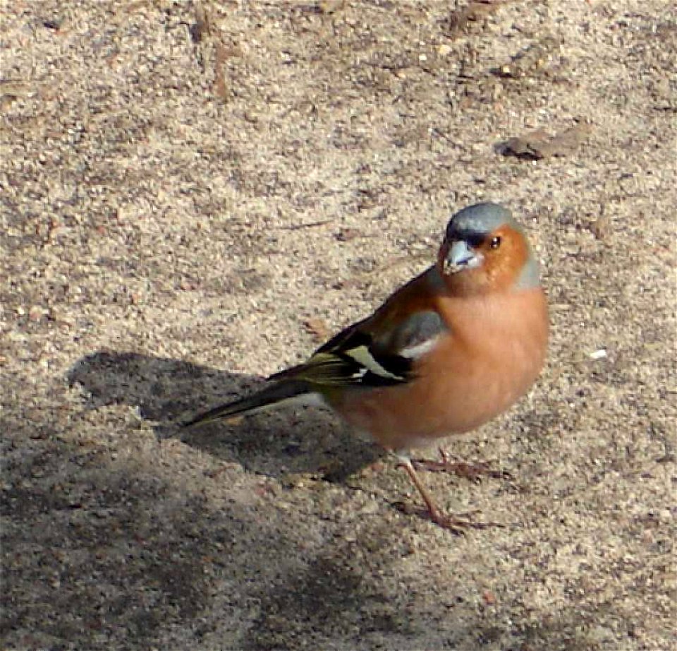 chaffinch, from Szczecin, Poland