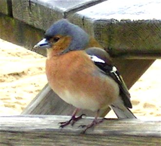 Male chaffinch photo