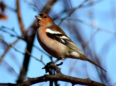 Chaffinch (Fringilla coelebs) in Hollihaka Park, Oulu.