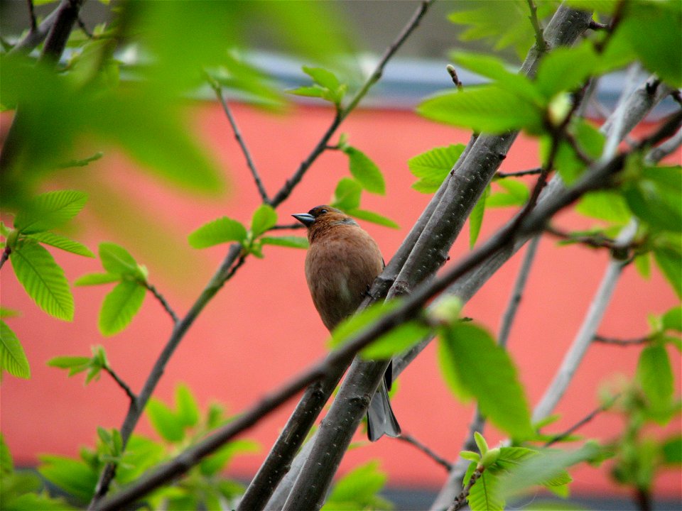 A chaffinch