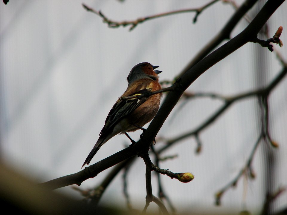 A chaffinch singing on a London Plane in Brno