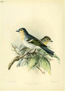 cT. &.2eul emails litK. 
PALMAN CHAFFINCH 
F RI N G I LJLA P.AL My£ . 

Mint em. Bros . -imp.