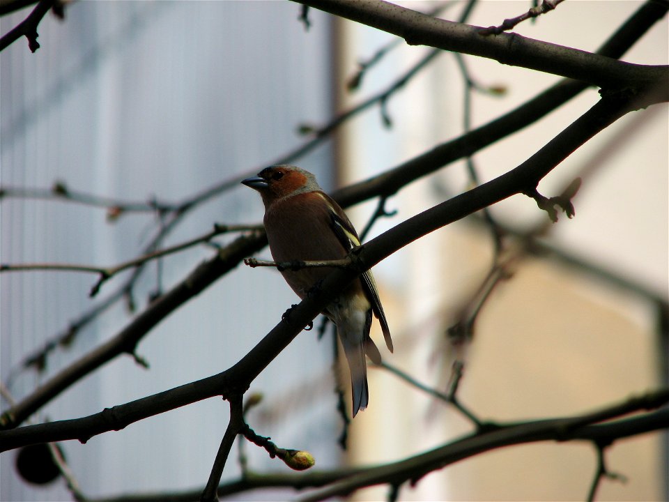 A chaffinch on a London Plane in Brno