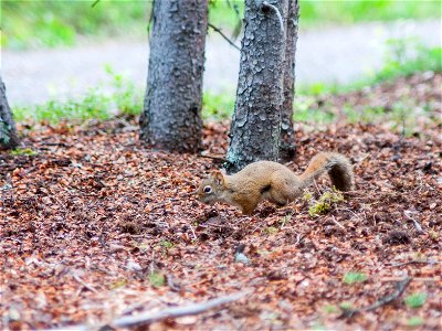 Red Squirrel photo