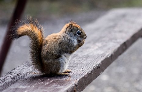 Red Squirrel