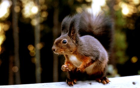 Eichhörnchen photo