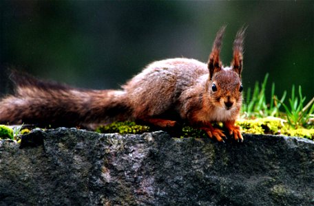 A curious european squirrel (Sciurus vulgaris)