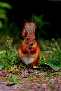 A european squirrel (Sciurus vulgaris) with a cone piece in hand.