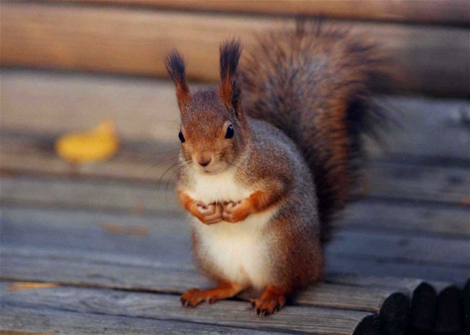 A european squirrel (Sciurus vulgaris)