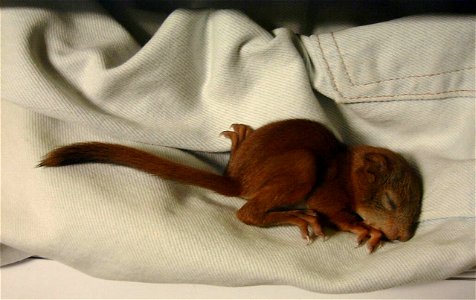 A two weeks old squirrel baby (Sciurus vulgaris). photo