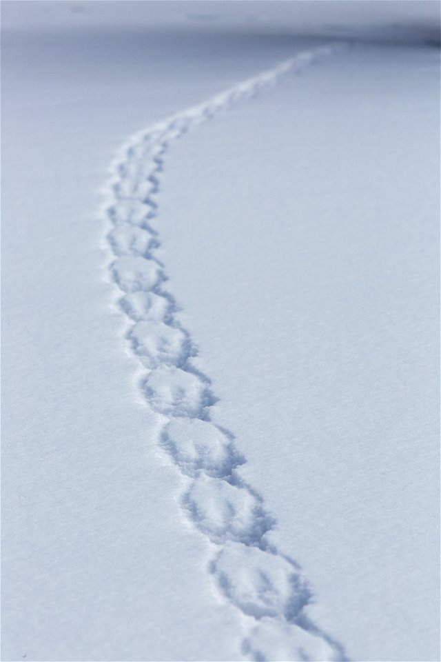 Neal Herbert