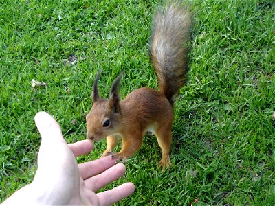 Red squirrel (Sciurus vulgaris) at Arboretum Tampere Finland. photo