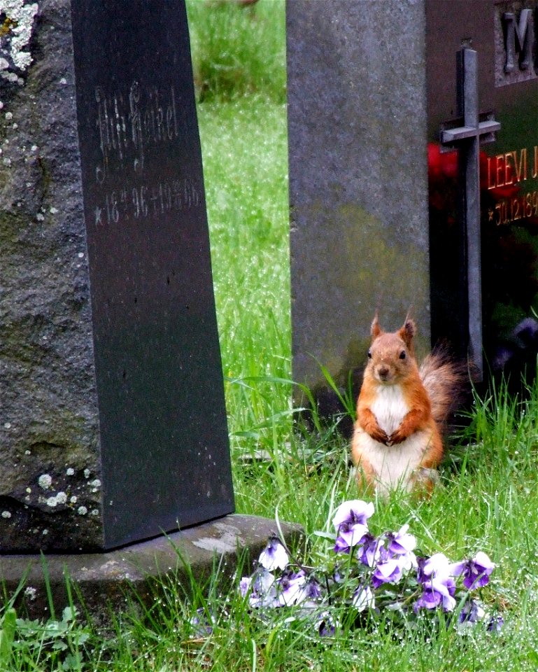 A red squirrel (Sciurus vulgaris) at Oulu cemetery, Finland.