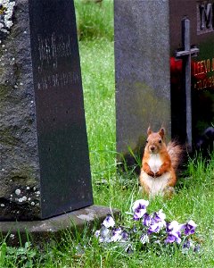 A red squirrel (Sciurus vulgaris) at Oulu cemetery, Finland. photo