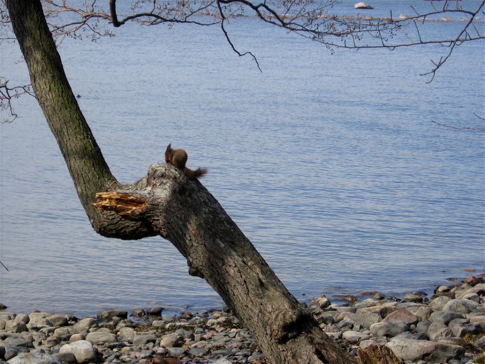 hungry squirrel